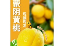 黄桃水果桃子新鲜山东蜜桃现摘礼盒可选 带箱5斤